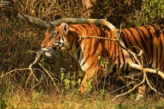 sightings-img-4