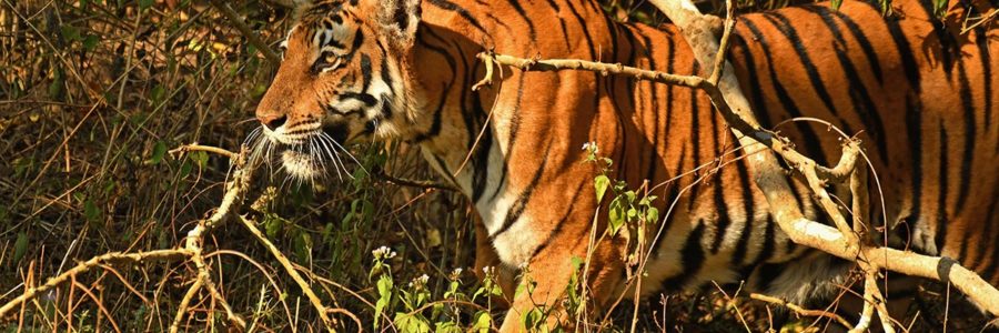 Railway Line Across the Forest