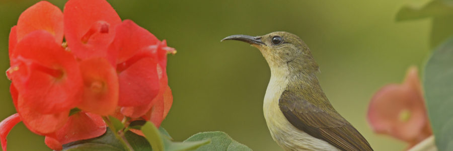 Coorg Wildlife Society